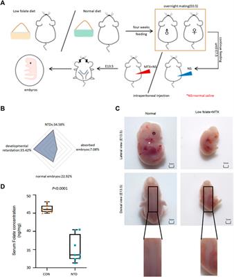 Abnormal transcriptome-wide DNA demethylation induced by folate deficiency causes neural tube defects